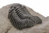 Phacopid (Morocops) Trilobite - Foum Zguid, Morocco #221205-2